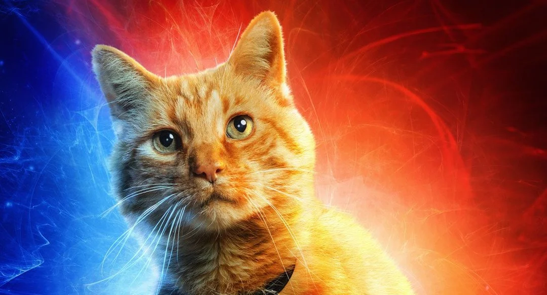 Все обожают кота Капитана Марвел. Теперь в его честь делают постеры со своими котами - фото 1