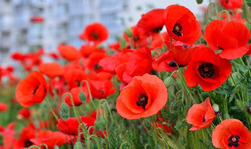 23 февраля – праздник исключительно российский. Но и в других странах есть традиция чествовать военнослужащих и ветеранов. Наши друзья из онлайн-школы английского Skyeng собрали самые интересные праздники и выяснили, что принято дарить бойцам. Спойлер – не носки и не пену для бритья.