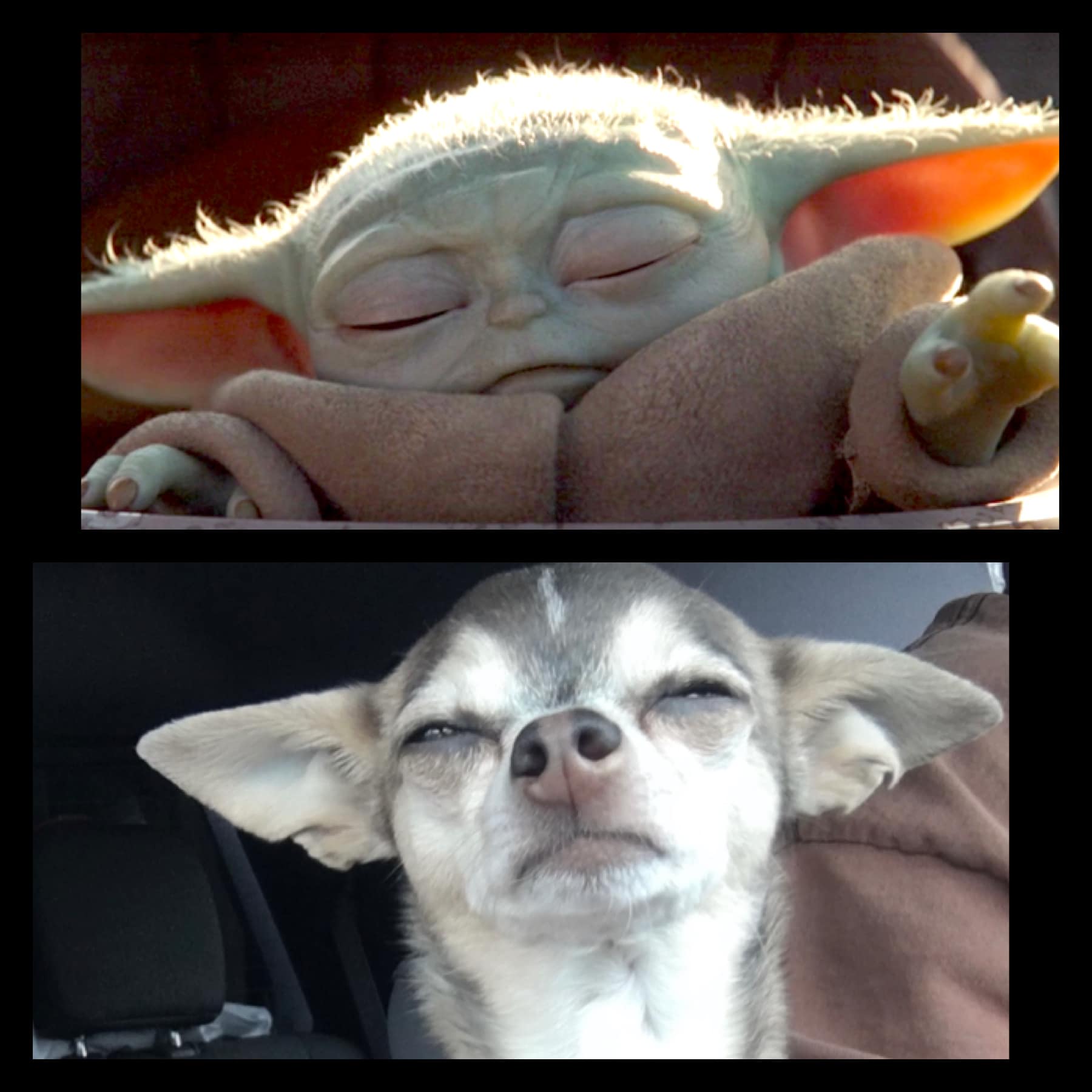 От Тириона до Харрисона Форда: в сети показывают собак, которые похожи на героев кино и актеров - изображение 4 От Тириона до Харрисона Форда: в сети показывают собак, которые похожи на героев кино и актеров - фото 4