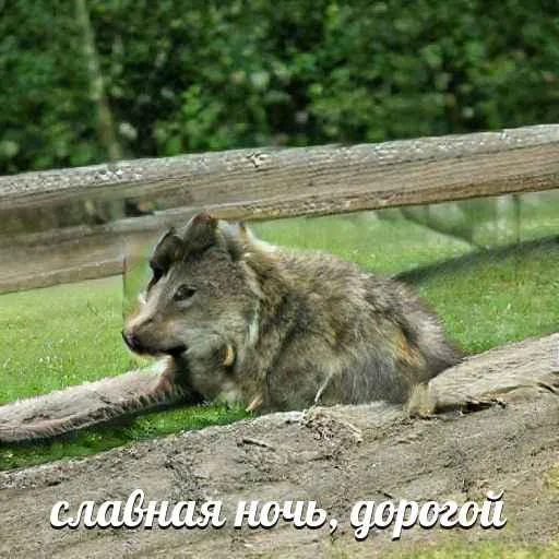 Telegram-бот «Сутулый Акела» создает мемы с нелепыми волками и такими же фразами - фото 4