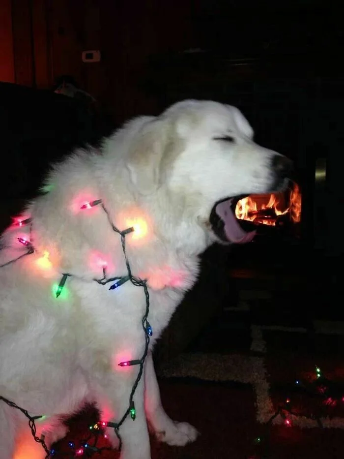 Галерея дурацких рождественских фотографий, которые испортили собаки - фото 11