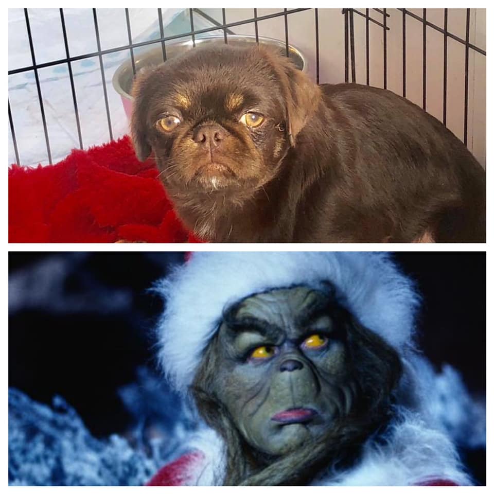 От Тириона до Харрисона Форда: в сети показывают собак, которые похожи на героев кино и актеров - изображение 6 От Тириона до Харрисона Форда: в сети показывают собак, которые похожи на героев кино и актеров - фото 6