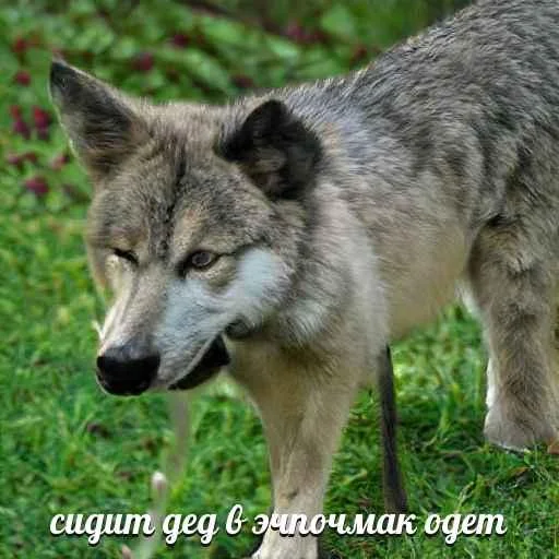 Telegram-бот «Сутулый Акела» создает мемы с нелепыми волками и такими же фразами - фото 10