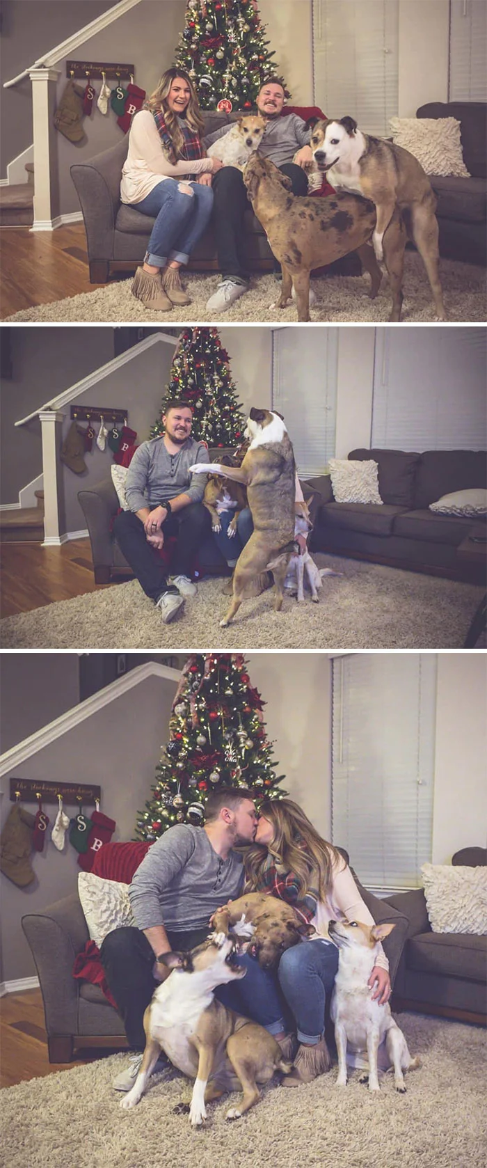 Галерея дурацких рождественских фотографий, которые испортили собаки - фото 6