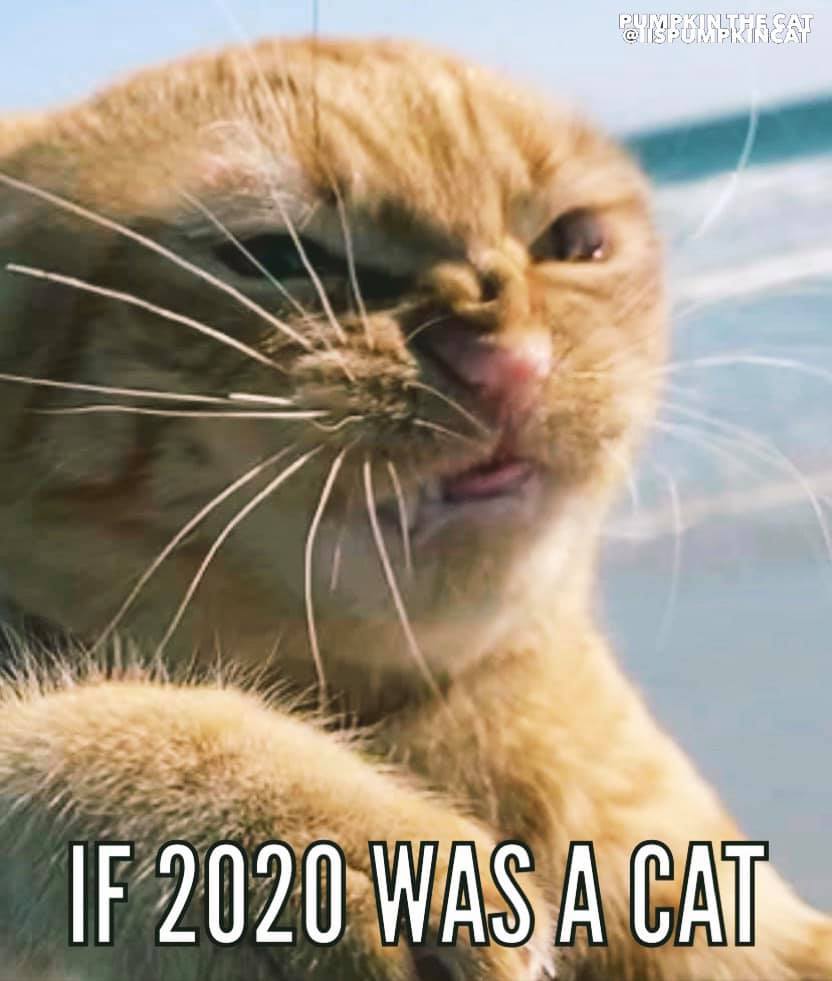 Недовольный рыжий кот стал звездой сети. Все из-за его ненависти к ветру - фото 5