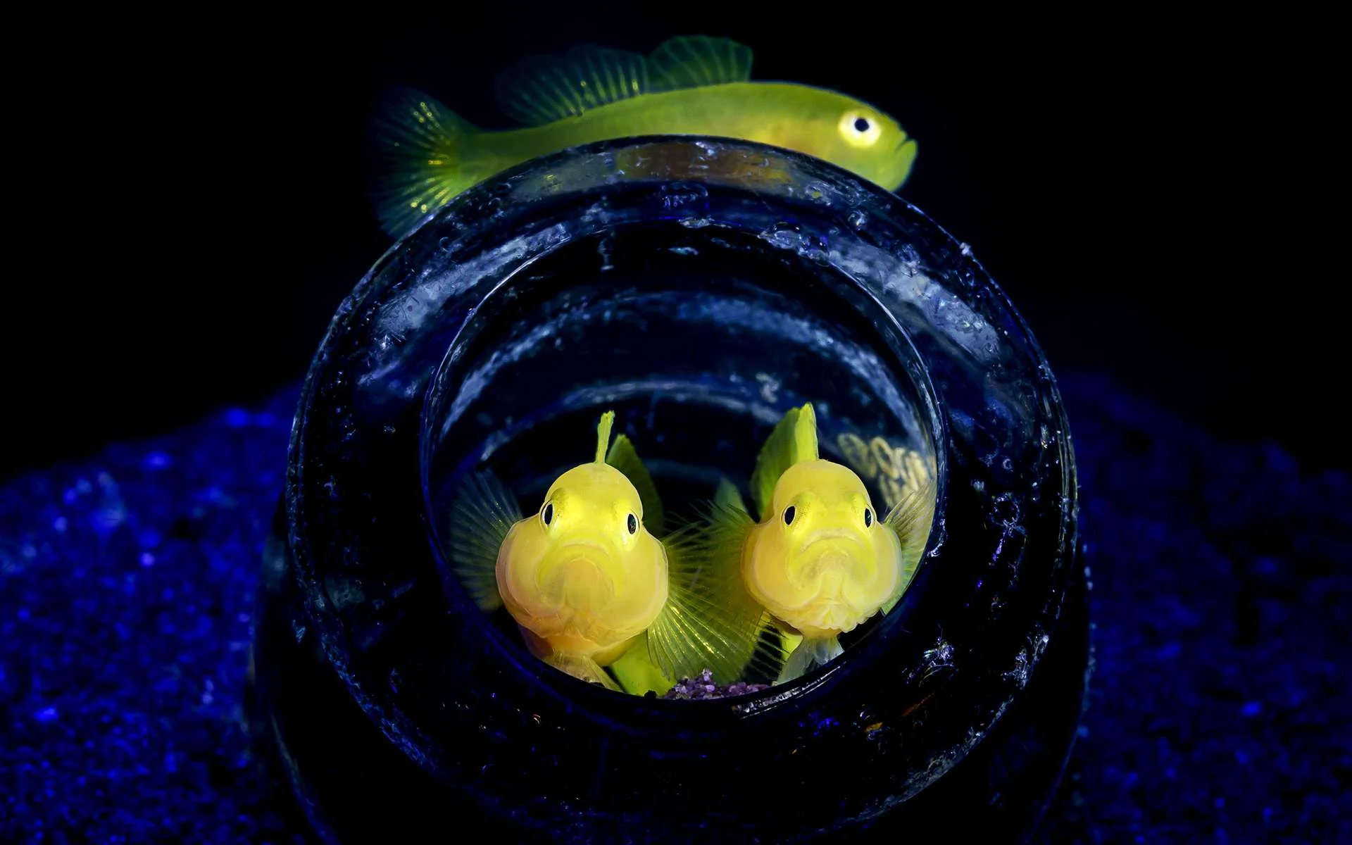 30 завораживающих фотографий подводного мира - фото 5