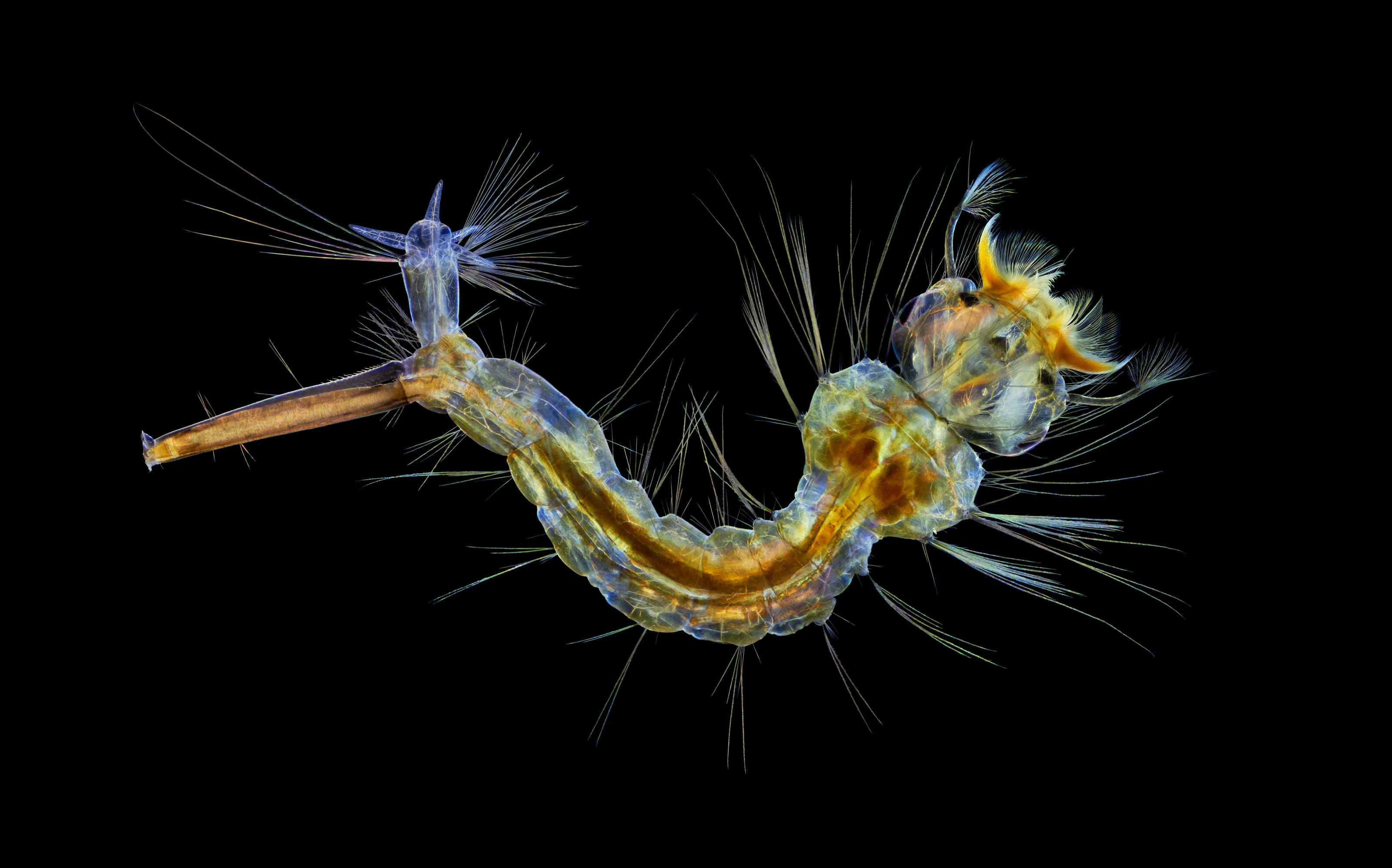 20 невероятных фотографий, снятых учеными на микроскоп - фото 12