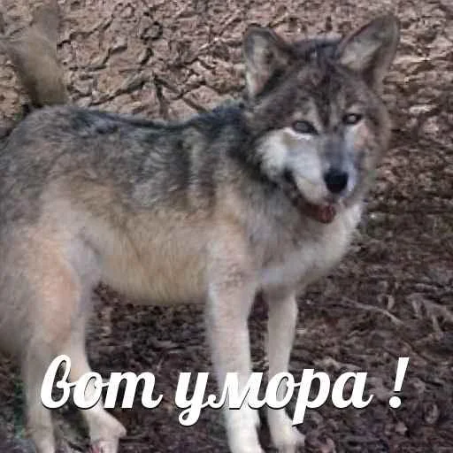Telegram-бот «Сутулый Акела» создает мемы с нелепыми волками и такими же фразами - фото 3
