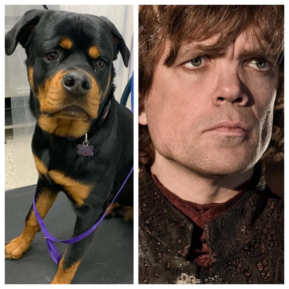 От Тириона до Харрисона Форда: в сети показывают собак, которые похожи на героев кино и актеров - фото 3