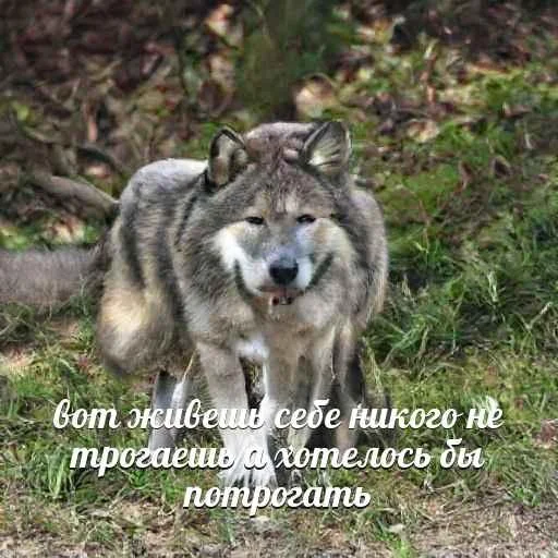 Telegram-бот «Сутулый Акела» создает мемы с нелепыми волками и такими же фразами - фото 7