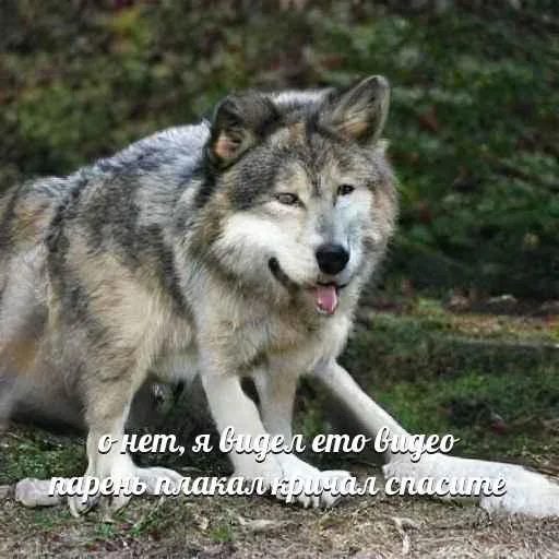 Telegram-бот «Сутулый Акела» создает мемы с нелепыми волками и такими же фразами - фото 6