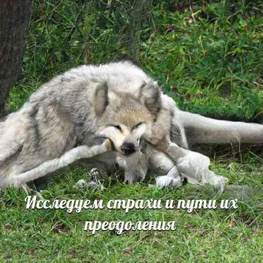 Telegram-бот «Сутулый Акела» создает мемы с нелепыми волками и такими же фразами - фото 8
