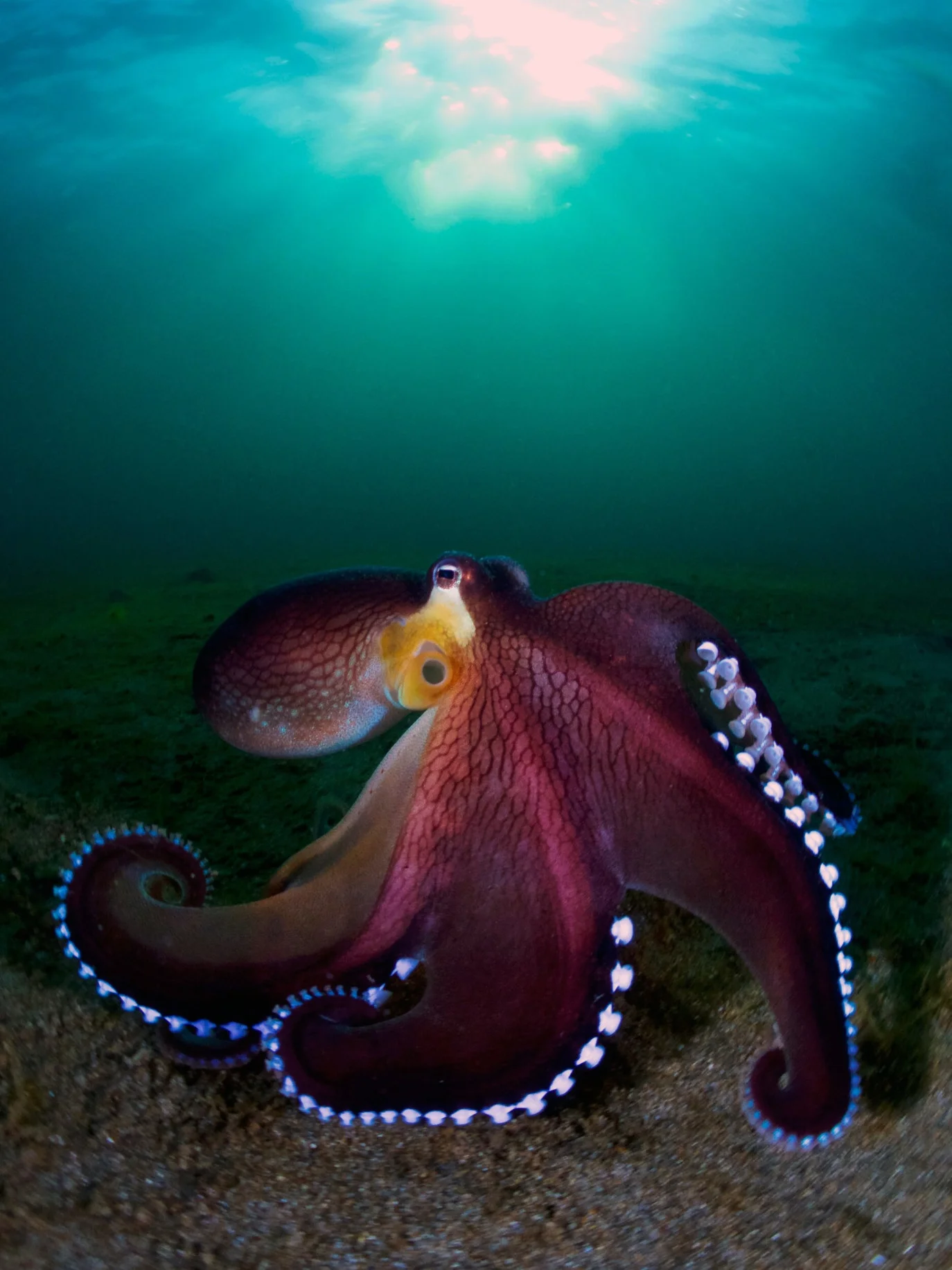 30 завораживающих фотографий подводного мира - фото 14