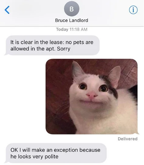 Как Вежливый кот стал мемом, и что постят в его Инстаграме - фото 2