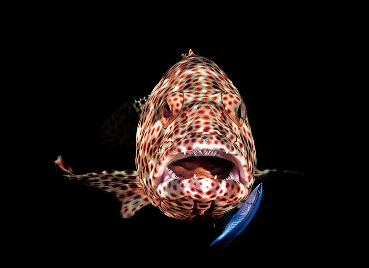 30 завораживающих фотографий подводного мира - фото 24