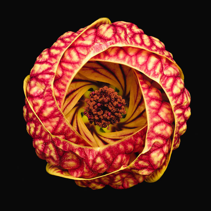 20 удивительных макроснимков победителей конкурса Macro Art Photography Awards - фото 7