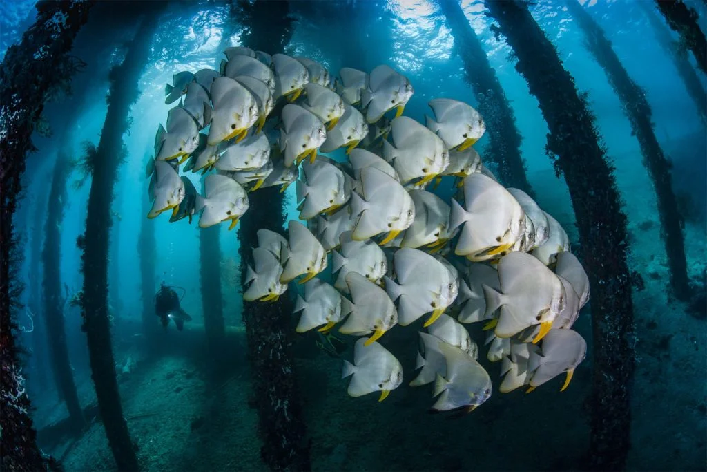 30 завораживающих фотографий подводного мира - фото 16