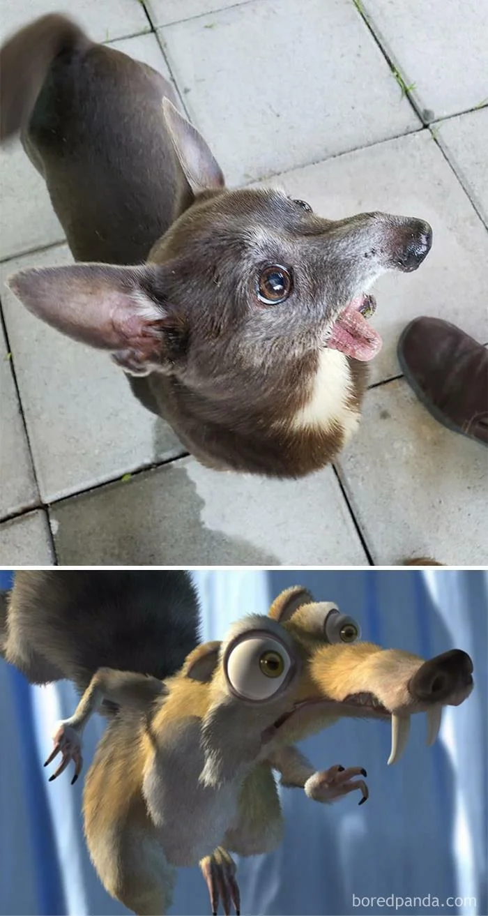 От Тириона до Харрисона Форда: в сети показывают собак, которые похожи на героев кино и актеров - фото 5