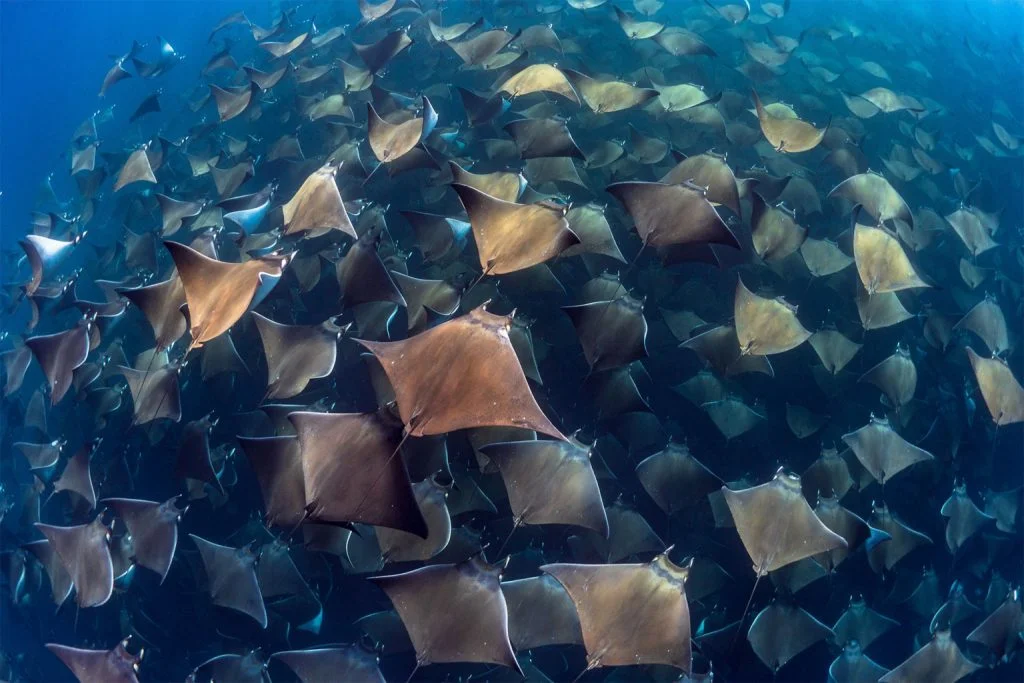 30 завораживающих фотографий подводного мира - фото 7