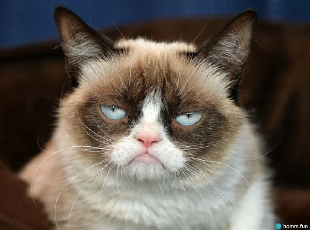 Скончалась кошка, которую весь мир знает по мему Grumpy Cat - фото 1