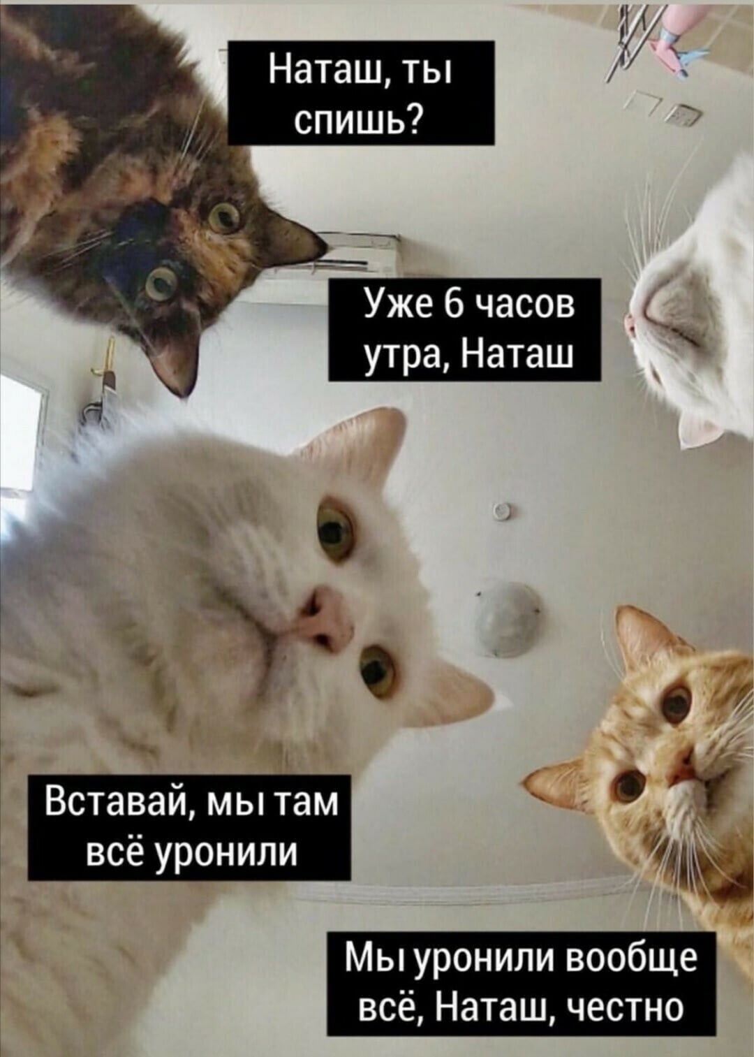 Автор мема с котами «Наташ, мы все уронили» подала заявку на регистрацию товарного знака - фото 1
