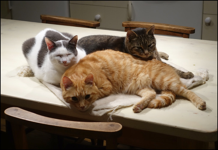 Что такое полиамория, и как живут люди в полигамных отношениях - изображение 5 Что такое полиамория, и как живут люди в полигамных отношениях - фото 5