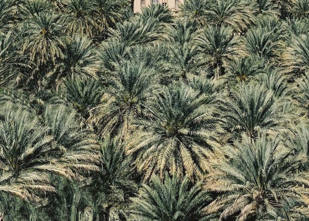 25 лучших снимков премии мобильной фотографии Mobile Photography Awards - фото 3