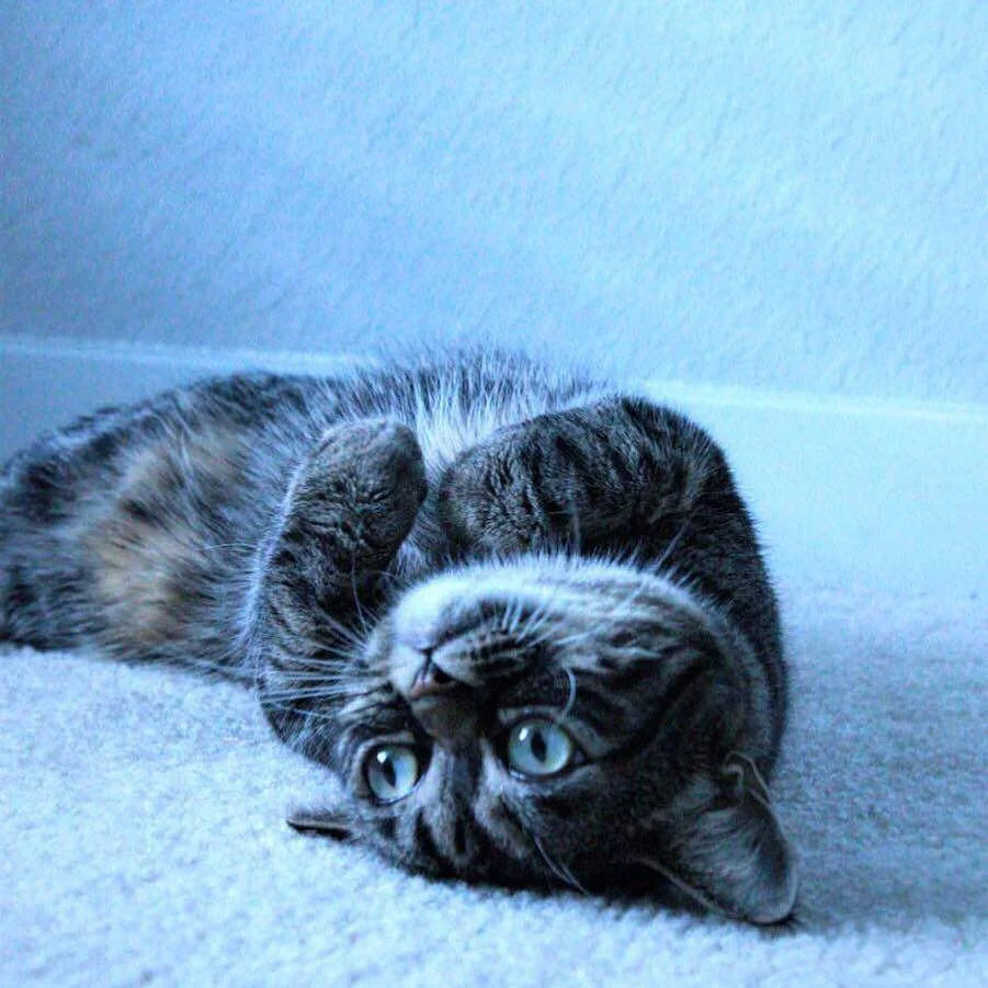 Ворчливая киса — новая любимая кошка интернета - фото 2