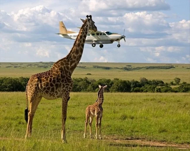 Жираф отец добывает жирафу сыну новую игрушку
