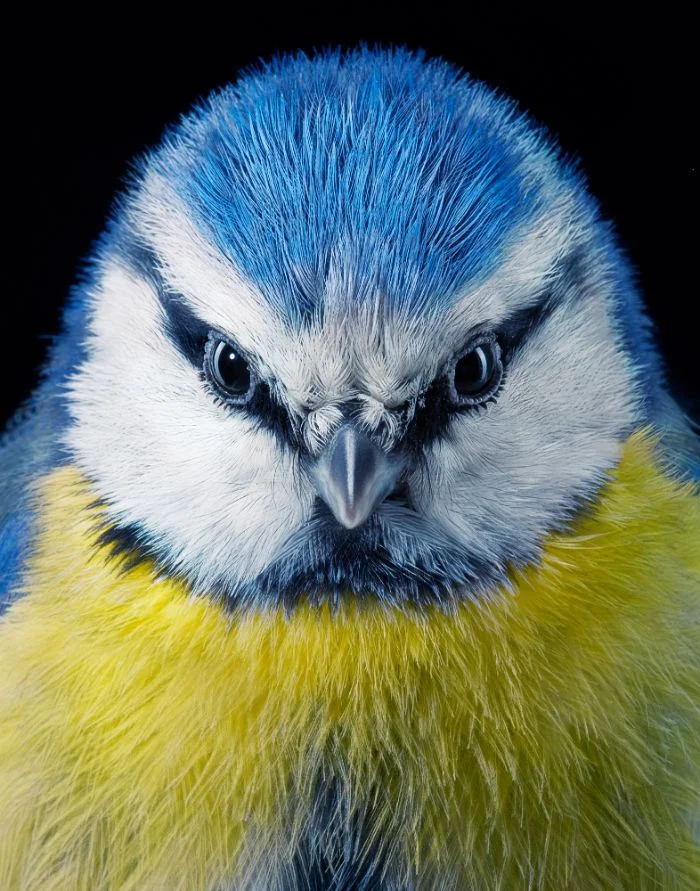 Фотограф сделал «модельные» портреты исчезающих и редких птиц - фото 2