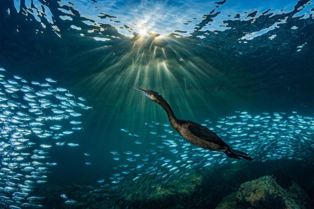 30 завораживающих фотографий подводного мира - фото 10