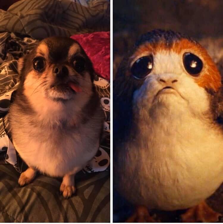 От Тириона до Харрисона Форда: в сети показывают собак, которые похожи на героев кино и актеров - изображение 2 От Тириона до Харрисона Форда: в сети показывают собак, которые похожи на героев кино и актеров - фото 2