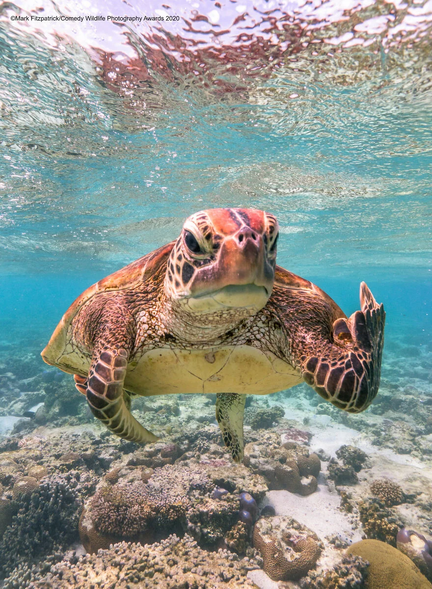 «Черепаха Терри показывает средний палец»