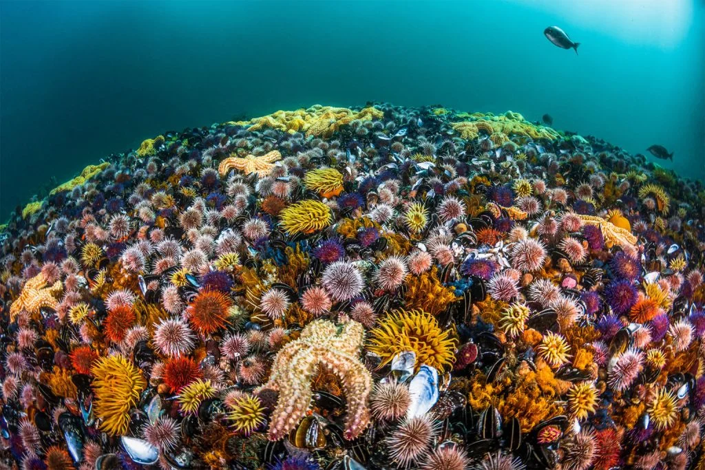 30 завораживающих фотографий подводного мира - фото 6