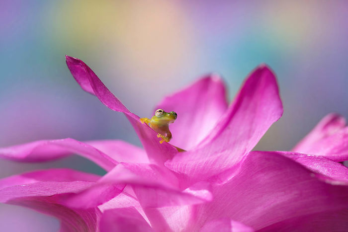 20 удивительных макроснимков победителей конкурса Macro Art Photography Awards - фото 14