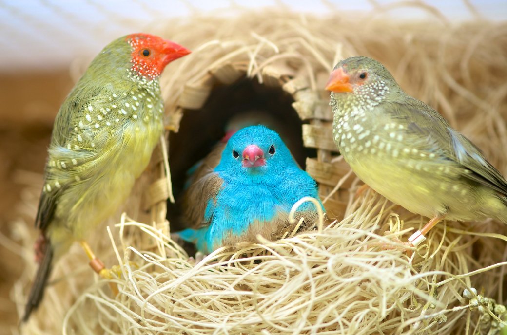 Полиамория — это любовные отношения с несколькими людьми одновременно с обоюдного согласия. Если отказываться от иностранного словообразования, на русский этот термин можно перевести как «многолюбие».