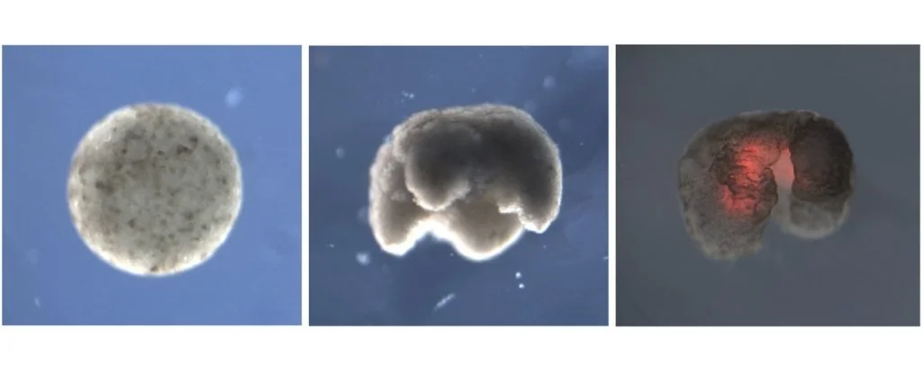 Первых в мире живых биороботов ученые назвали ксеноботами - фото 1