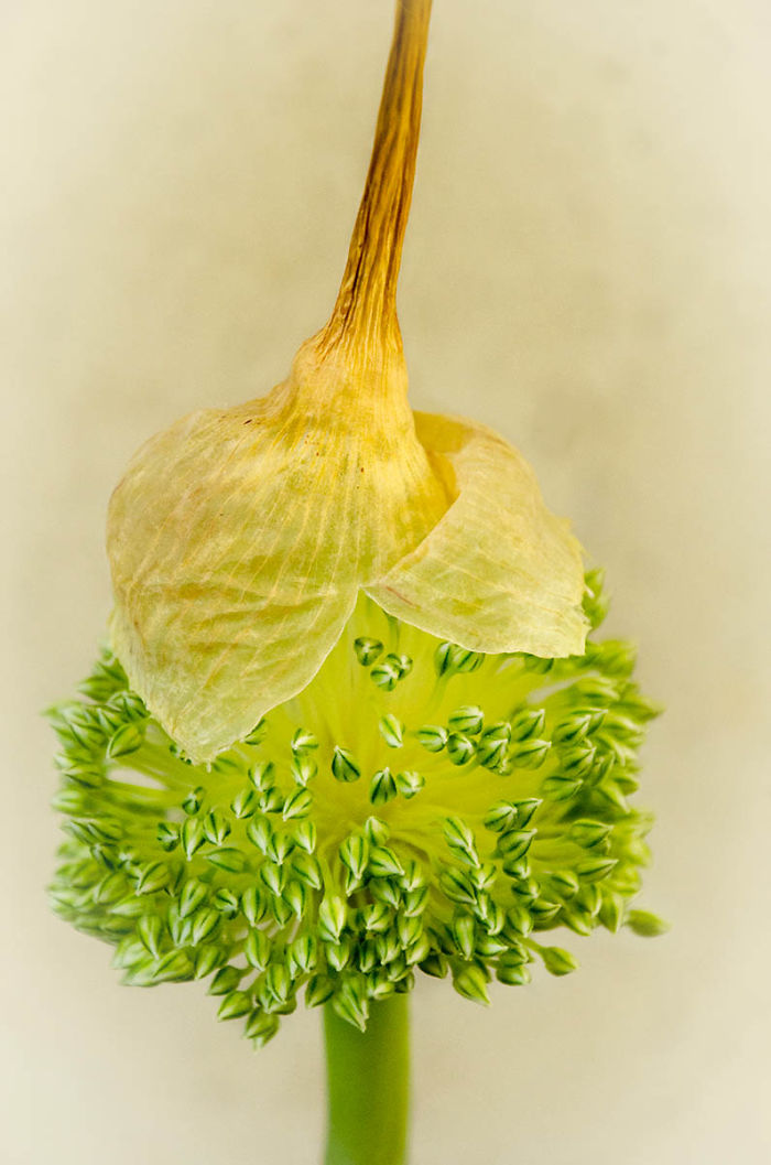 20 удивительных макроснимков победителей конкурса Macro Art Photography Awards - фото 19