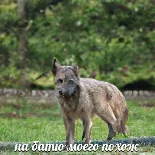 Telegram-бот «Сутулый Акела» создает мемы с нелепыми волками и такими же фразами - фото 1