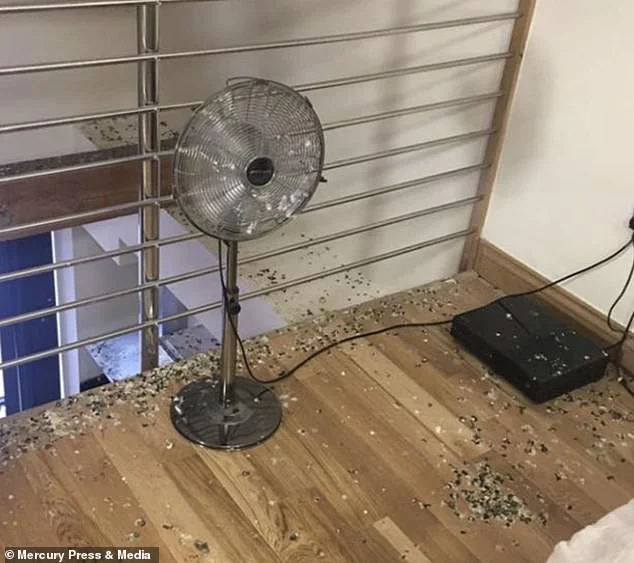 Британские голуби месяцами терроризировали комнату уехавшего студента - фото 4