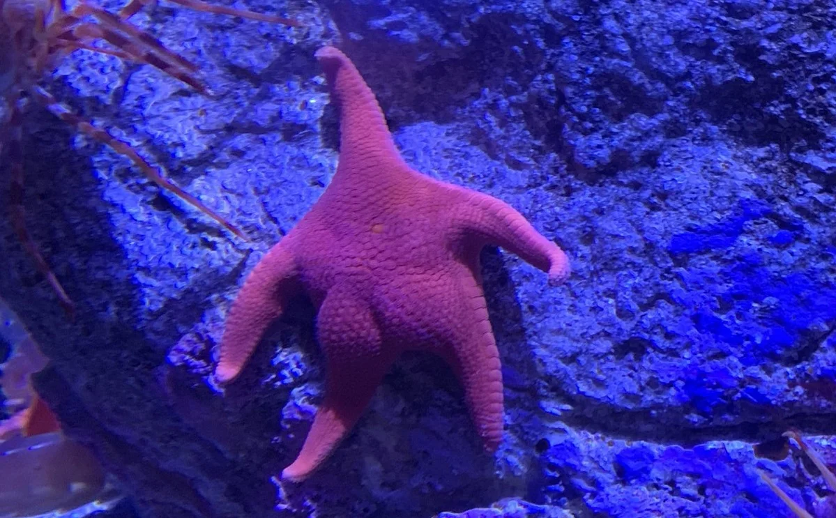 Патрик, это ты? В интернете завирусилось фото морской звезды, напоминающей героя «Губки Боба» - фото 1