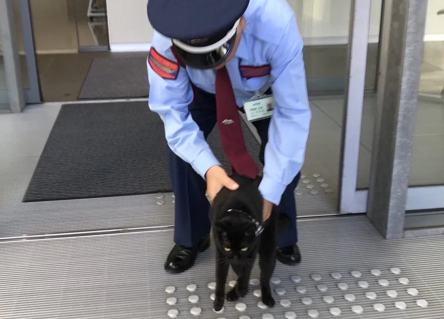 В Японии два кота больше двух лет пытаются проникнуть в музей. Они уже стали его символом! - фото 1