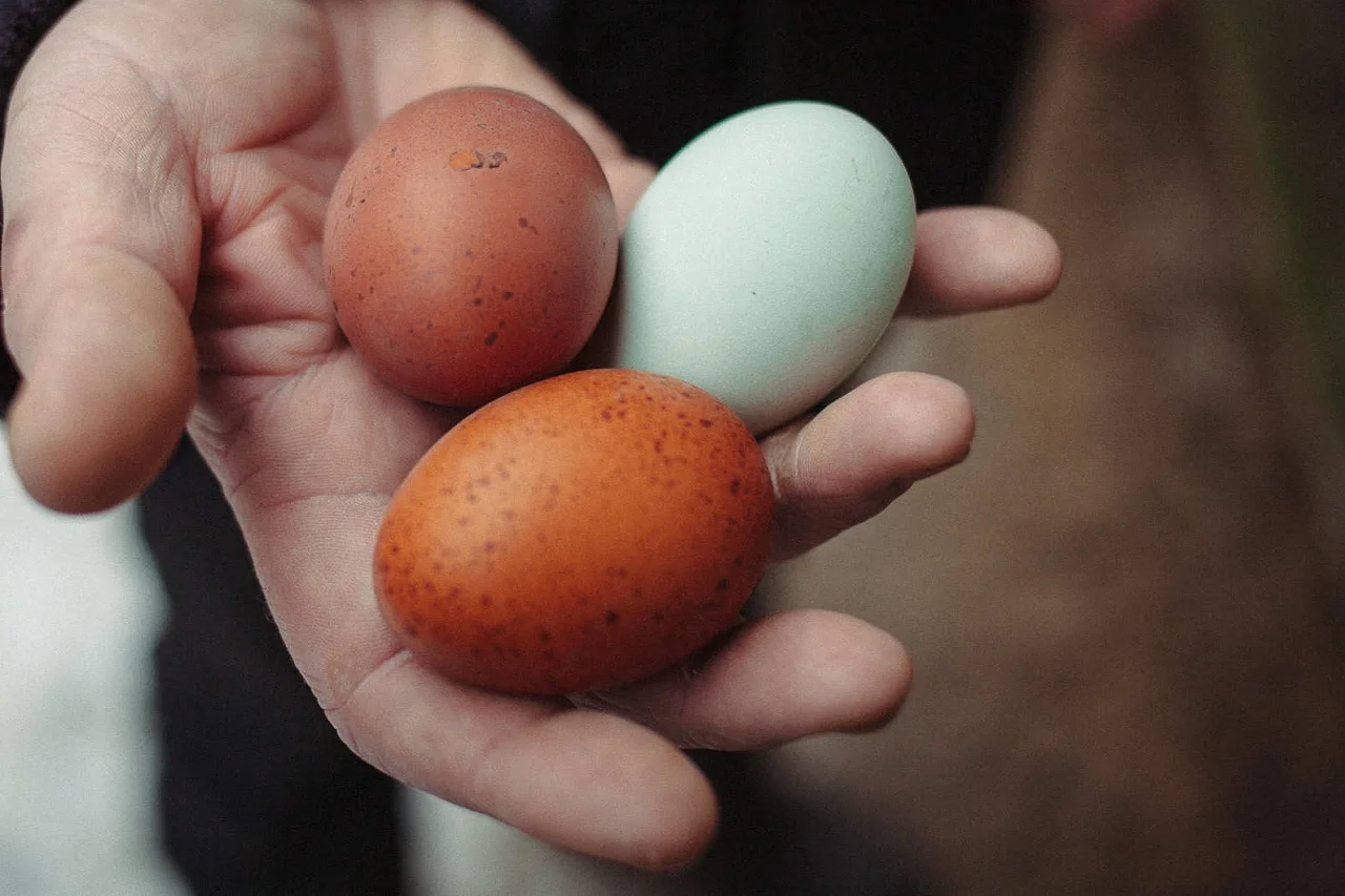 Фотография куриного яйца установила новый рекорд Instagram и собрала 23 млн лайков - фото 1