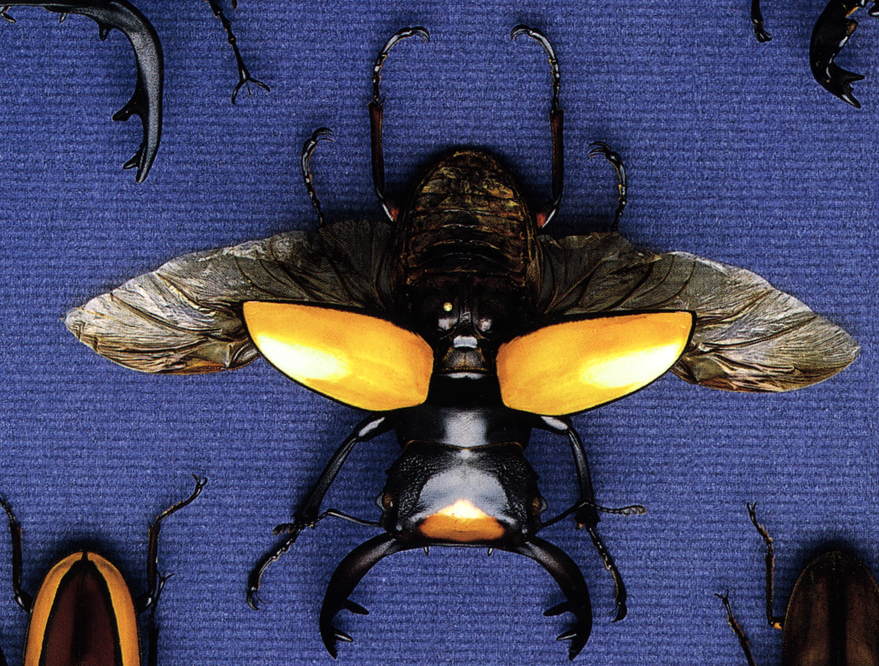 От жуков до пустынь: опубликованы референсы текстур оригинальной Half-Life  - фото 11