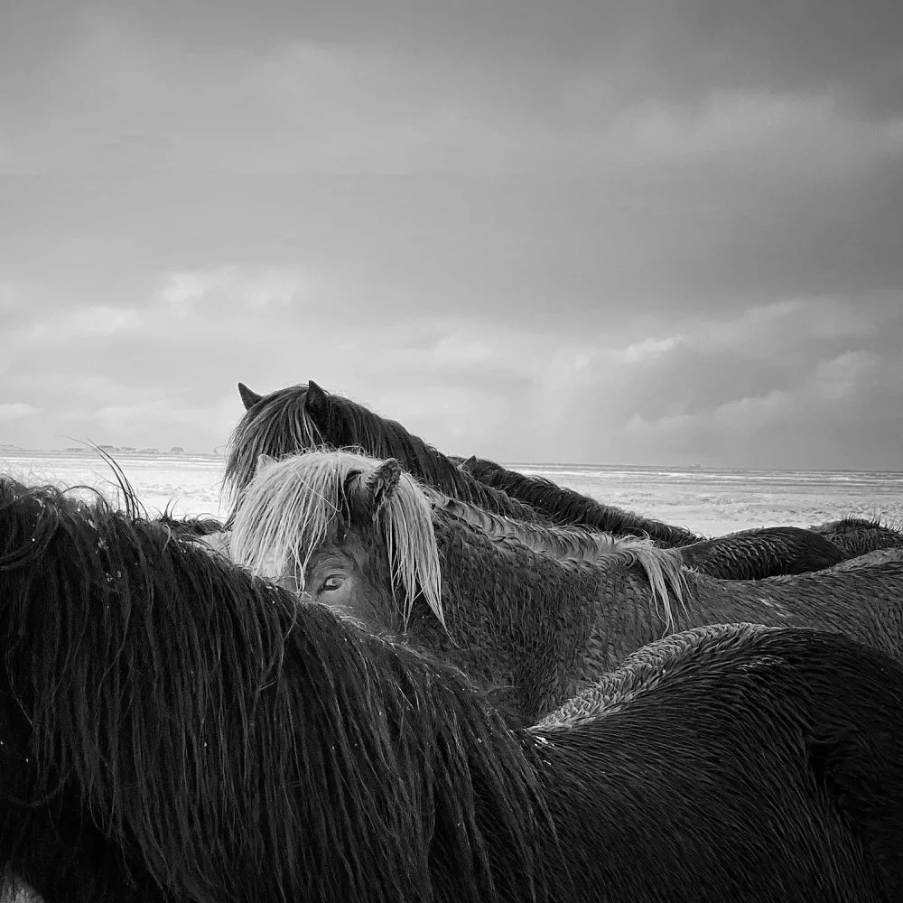 20 лучших снимков фотоконкурса iPhone Photography Awards - фото 7