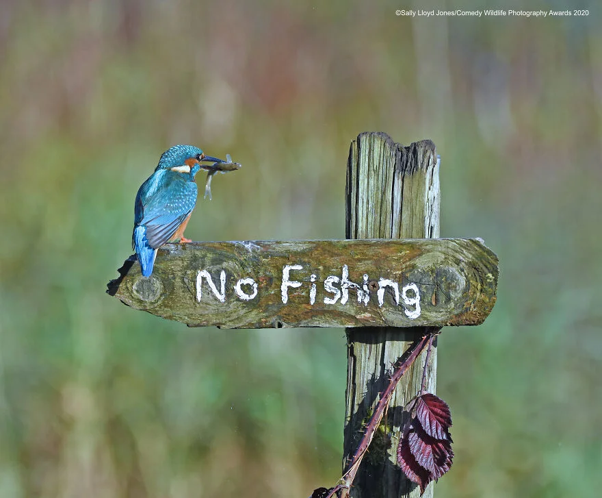 Надпись на табличке: «Рыбалка запрещена».