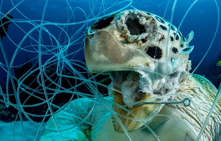 30 завораживающих фотографий подводного мира - фото 25