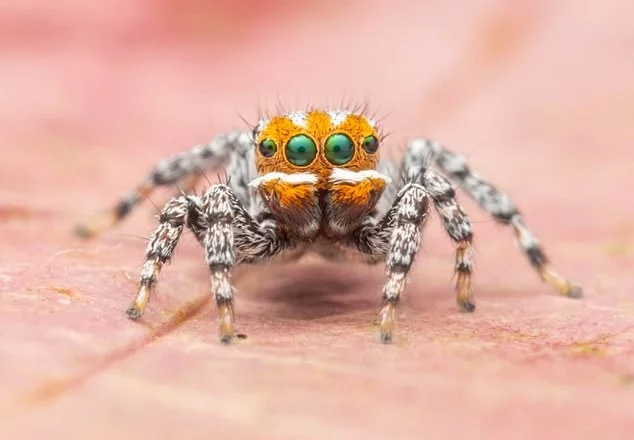 Новый вид паука получил название в честь героя мультфильма «В поисках Немо» - фото 1