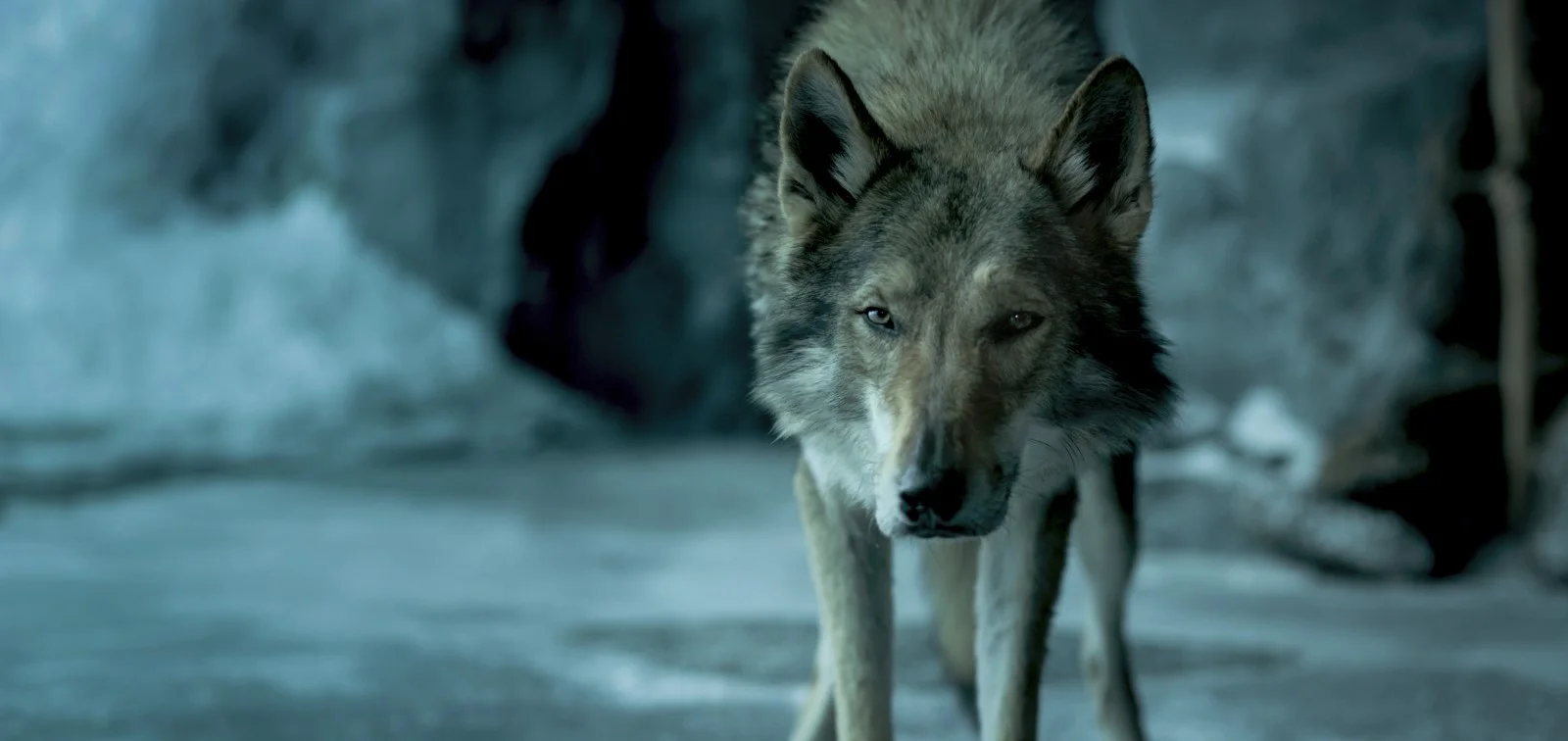 23 августа в России вышел «Альфа» — приключенческий фильм о дружбе мальчика с волком и их борьбе за выживание в доисторические времена. Объясняем, кому и зачем его стоит смотреть.