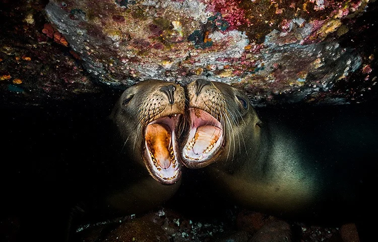 30 завораживающих фотографий подводного мира - фото 18